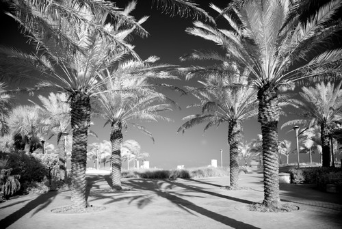 Palm trees, Miami, Florida Poster Print - Item # VARBLL058748561L
