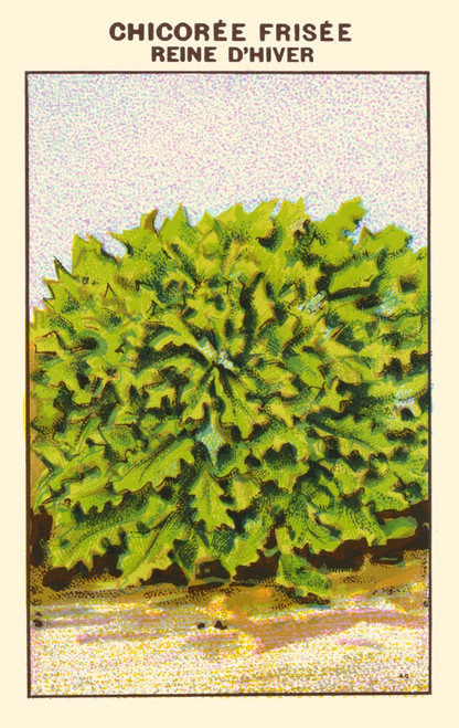 Queen of winter chicoree Poster Print by unknown - Item # VARBLL0587409185