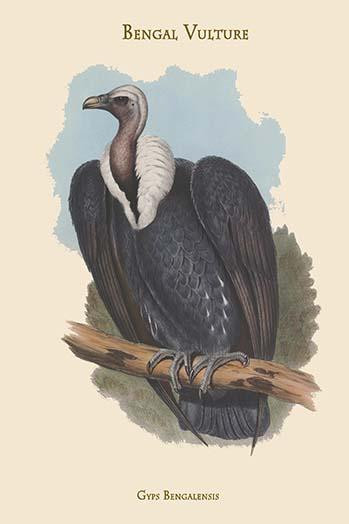 Gyps Bengalensis - Bengal Vulture Poster Print by John  Gould - Item # VARBLL0587313625
