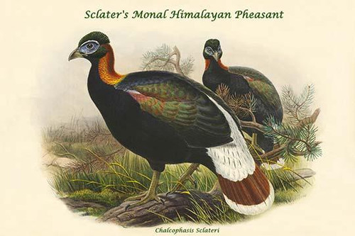 Chalcophasis Sclateri - Sclater's Monal Himalayan Pheasant Poster Print by John  Gould - Item # VARBLL0587319518