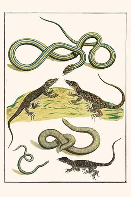 Serpentes, Typhlopidae, Sauria, Squamata Poster Print by Albertus  Seba - Item # VARBLL0587297034
