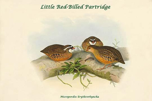 Microperdix Erythrorhyncha - Little Red-Billed Partridge Poster Print by John  Gould - Item # VARBLL058732063x