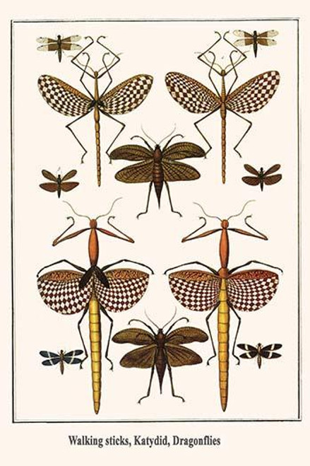 Phasmatodea, Ensifera, Odonata Poster Print by Albertus  Seba - Item # VARBLL0587299061