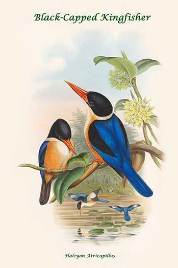 Halcyon Atricapillus - Black-Capped Kingfisher Poster Print by John  Gould