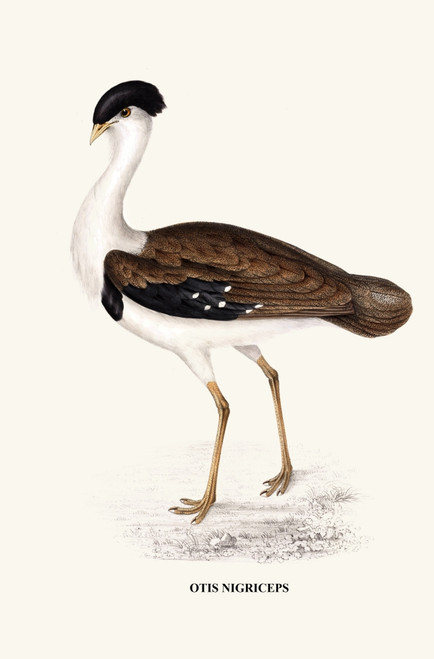 Otis Nigriceps-A Century of Birds from the Himalaya Mountains-John Gould & Wm. Hart Poster Print by John Gould - Item # VARBLL0587392949