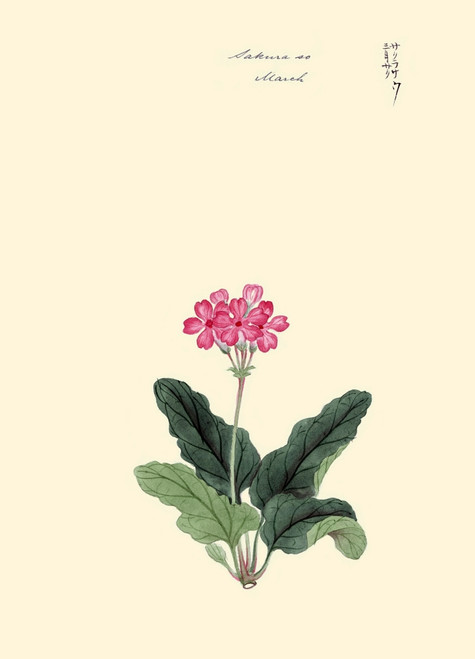 Japanese print of Drawing shows pink blossoms on a stem and leaves of the primrose. Poster Print by Megata Morikaga - Item # VARBLL0587419091