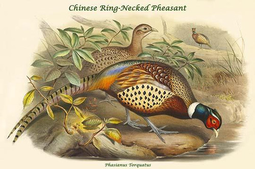 Phasianus Torquatus - Chinese Ring-Necked Pheasant Poster Print by John  Gould