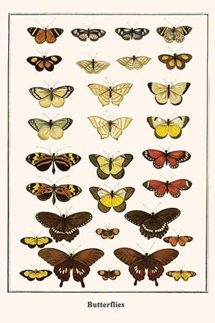 Nymphalidae, Tigridia acesta, Lycaenidae, Setabis epitus, Pierinae,  Coliadinae, Melete lycimnia, Melinaea mneme, Papilionidae,  Papilo polytes Poster Print by Albertus  Seba - Item # VARBLL0587298715