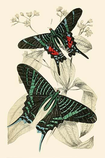 European Butterflies & Moths Poster Print by James  Duncan - Item # VARBLL0587323078