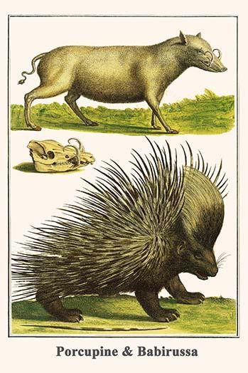 Hystrix cristata, Babyrousa babyrussa Poster Print by Albertus  Seba - Item # VARBLL0587296755