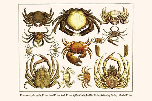 Crustacea, Decapoda, Brachyura, Dromiidae, dormia, Majidae, Gecarnicinidae, Grapsidae,Ocypodidae, Portunidae, Anomura, Lithodidae, Poster Print by Albertus  Seba - Item # VARBLL0587297948
