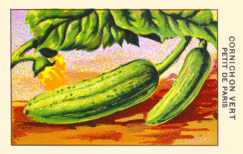 Little Green Cornichon Poster Print by unknown - Item # VARBLL0587409363