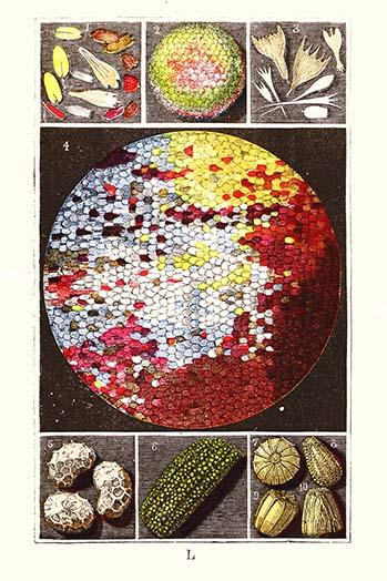 Microscopic view of a Peacock Butterfly wing Poster Print by James  Sowerby - Item # VARBLL058718737L