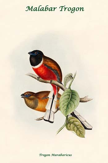 Trogon Marabaricus - Malabar Trogon Poster Print by John  Gould - Item # VARBLL0587318589