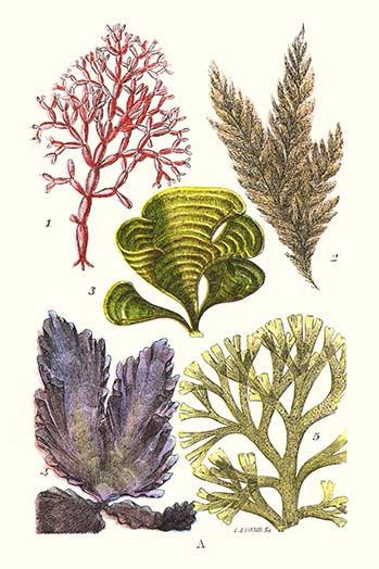 Seaweeds - Peacock's Tail Poster Print by James  Sowerby - Item # VARBLL058718714L