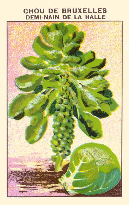 Brussels half dwarf cabbage Poster Print by unknown - Item # VARBLL058740888x