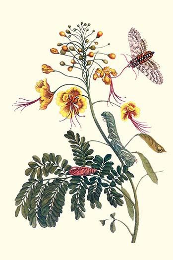 Caesalapinia pulcherrima & a Manduca sexta Poster Print by Maria Sibylla  Merian - Item # VARBLL0587287624