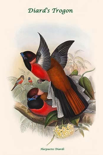 Harpactes Diardi - Diard's Trogon Poster Print by John  Gould - Item # VARBLL0587318686