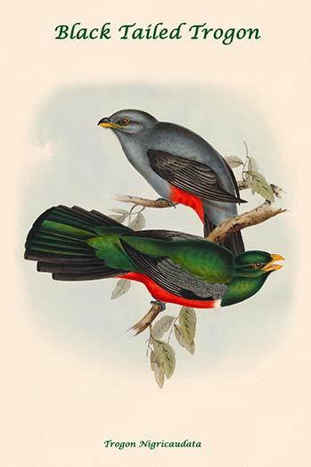 Trogon Nigricaudata - Black Tailed Trogon Poster Print by John  Gould - Item # VARBLL0587318465