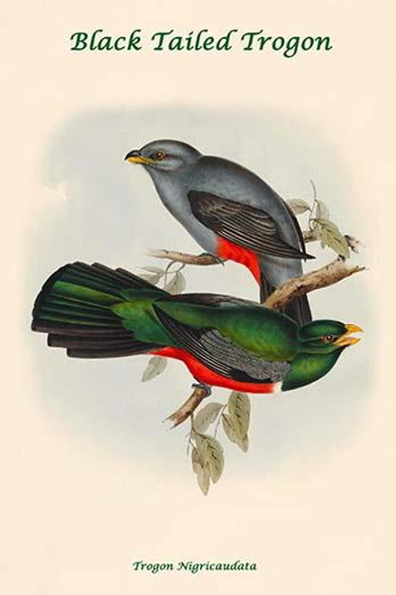 Trogon Nigricaudata - Black Tailed Trogon Poster Print by John  Gould - Item # VARBLL0587318465 Trogon Nigricaudata - Black Tailed Trogon Poster Print by John  Gould - Item # VARBLL0587318465