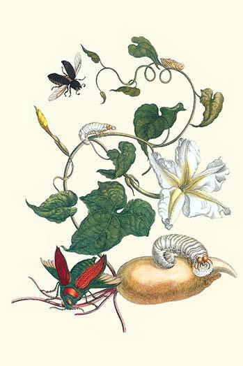Ipomoea alba, Euchromea gigantea, Passalus interruptus Poster Print by Maria Sibylla  Merian - Item # VARBLL0587287675