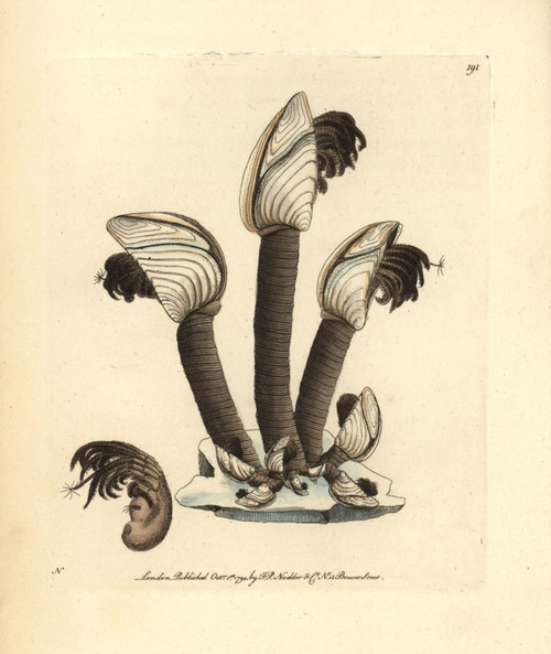 Goose Barnacle  Lepas Anatifera Poster Print By ® Florilegius / Mary Evans - Item # VARMEL10940315