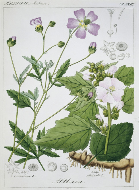 Althaea Officinalis  Marsh Mallow Plant Poster Print By Mary Evans / Natural History Museum - Item # VARMEL10708061