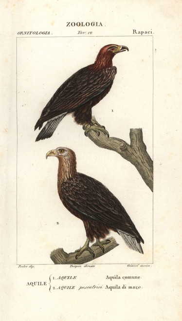 Golden Eagle  Aquila Chrysaetos  And White-Tailedà Poster Print By ® Florilegius / Mary Evans - Item # VARMEL10936117