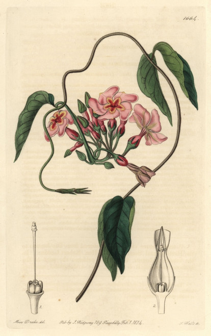 Star-Flowered Echites  Echites Stellaris Poster Print By ® Florilegius / Mary Evans - Item # VARMEL10935195 Star-Flowered Echites  Echites Stellaris Poster Print By ® Florilegius / Mary Evans - Item # VARMEL10935195