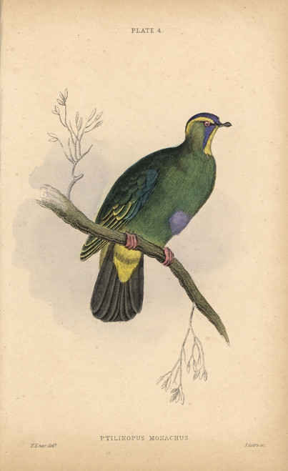 Blue-Capped Fruit Dove  Ptilinopus Monacha  Near Threatened Poster Print By ® Florilegius / Mary Evans - Item # VARMEL10938848