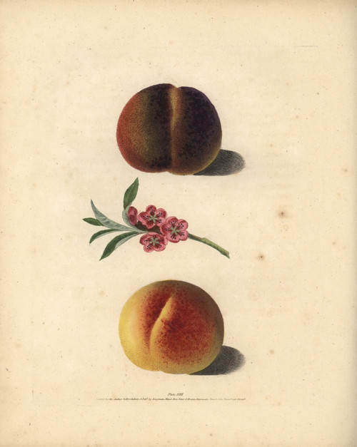 Peach Varieties  Prunus Persica Poster Print By ® Florilegius / Mary Evans - Item # VARMEL10935683