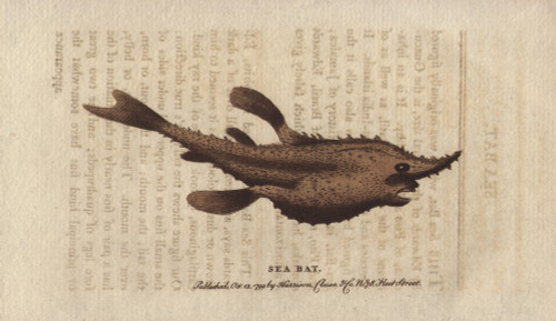The Sea Bat Or Batfish  Halieutea Species Poster Print By ® Florilegius / Mary Evans - Item # VARMEL10941000