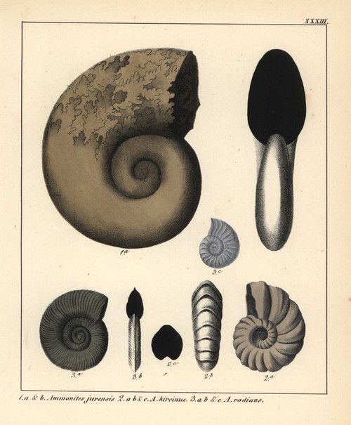 Extinct Fossil Gastropods: Ammonites Jurensisà Poster Print By ® Florilegius / Mary Evans - Item # VARMEL10941108