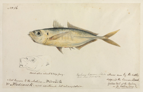 Trachurus Trachurus  Common Scad Poster Print By Mary Evans / Natural History Museum - Item # VARMEL10716212