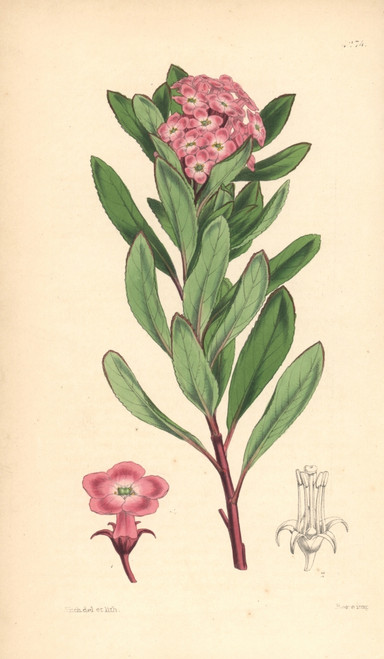 Organ Mountains Escallonia  Escallonia Organensis Poster Print By ® Florilegius / Mary Evans - Item # VARMEL10935088