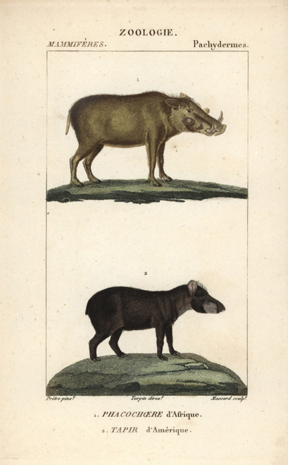 Warthog  Phacochoerus Africanus  And Southà Poster Print By ® Florilegius / Mary Evans - Item # VARMEL10939002