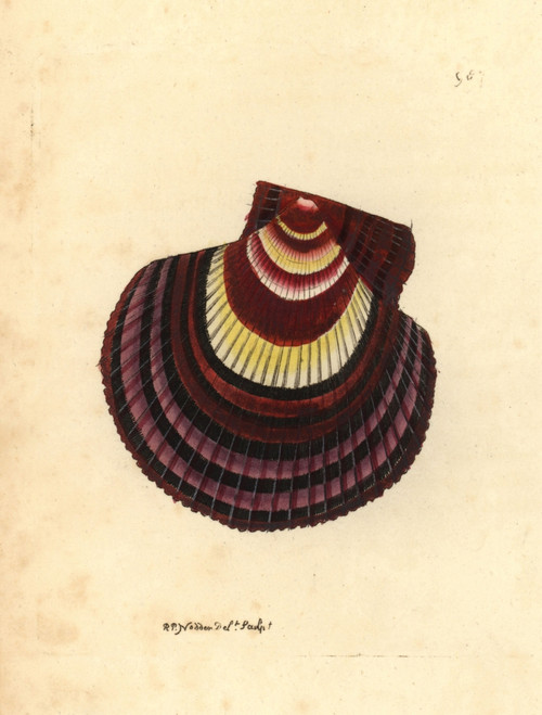 Icelandic Scallop Variety  Chlamys Islandica Var Poster Print By ® Florilegius / Mary Evans - Item # VARMEL10940818