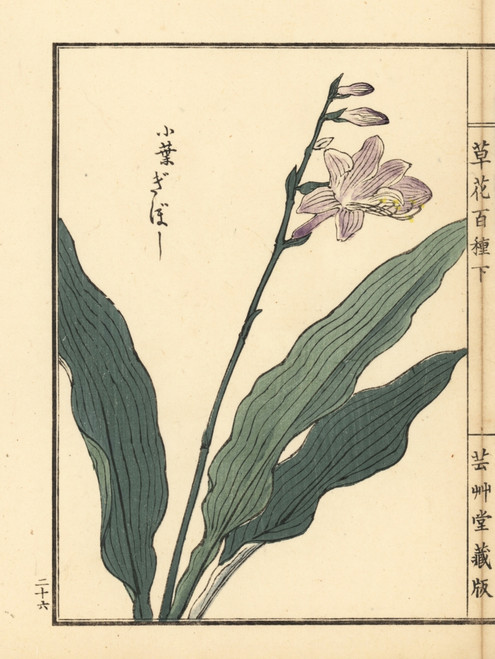 Giboushi Or Plantain Lily  Hosta Species Poster Print By ® Florilegius / Mary Evans - Item # VARMEL10938795