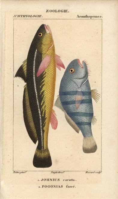 Karut Croaker  Johnius Carutta  And Black Drumà Poster Print By ® Florilegius / Mary Evans - Item # VARMEL10938414