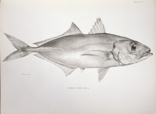 Selar Crumenophthalmus  Bigeye Scad Poster Print By Mary Evans / Natural History Museum - Item # VARMEL10710868