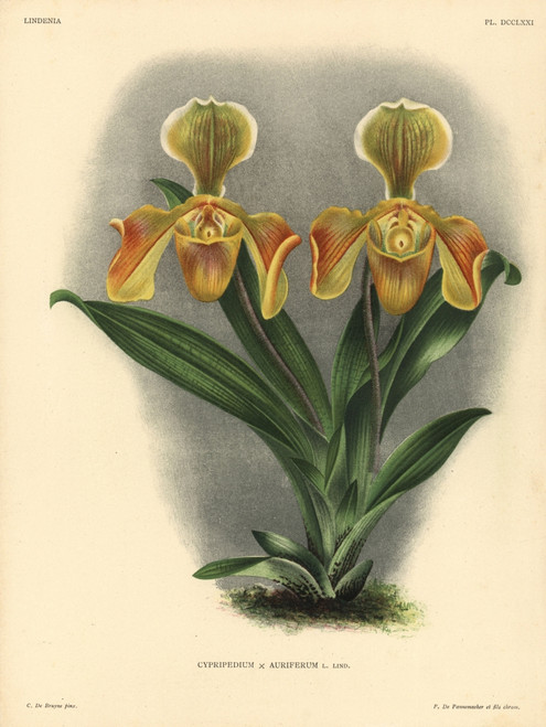 Cypripedium Auriferum L Lind Hybrid Orchid Poster Print By ® Florilegius / Mary Evans - Item # VARMEL10939341