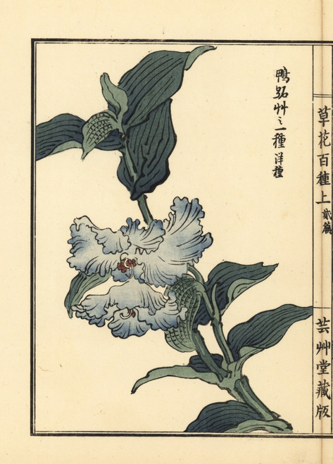 Tsuyukusa Or Asiatic Dayflower  Commelina Communis Poster Print By ® Florilegius / Mary Evans - Item # VARMEL10938728