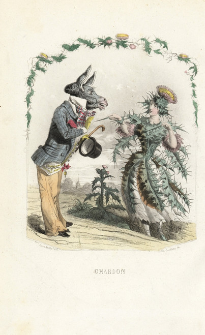 Thistle Flower Fairy  Carduus Nutans Poster Print By ® Florilegius / Mary Evans - Item # VARMEL10937456