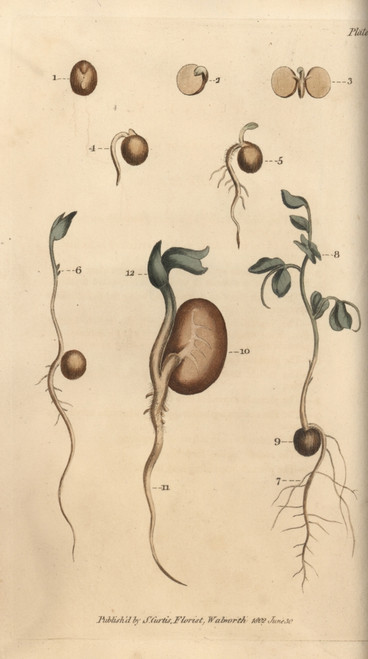 Germinating Seeds Of The Pea Pisum Sativumà Poster Print By ® Florilegius / Mary Evans - Item # VARMEL10936082