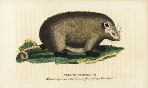 Virginia Opossum  Didelphis Virginiana Poster Print By ® Florilegius / Mary Evans - Item # VARMEL10937951
