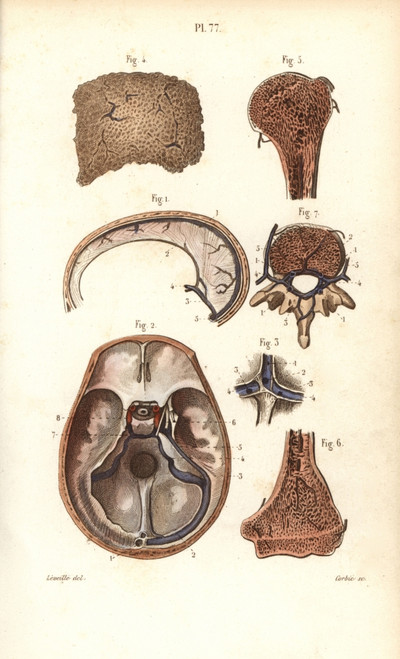 Sinuses Or Cavities In Skull  Humerus And Vertebrae Poster Print By ® Florilegius / Mary Evans - Item # VARMEL10939633