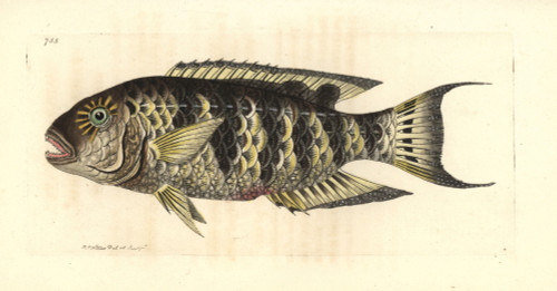 Red Breasted Wrasse  Cheilinus Fasciatus Poster Print By ® Florilegius / Mary Evans - Item # VARMEL10940779