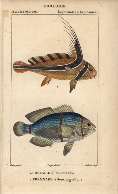 Jack-Knifefish  Equetus Lanceolatus  And Spinecheekà Poster Print By ® Florilegius / Mary Evans - Item # VARMEL10938409