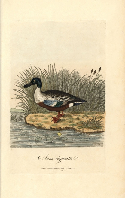 Northern Shoveler  Anas Clypeata Poster Print By ® Florilegius / Mary Evans - Item # VARMEL10937432