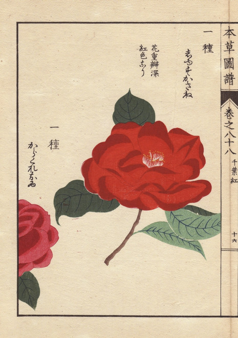 Crimson Camellias  Shusukasane And Karakureoruà Poster Print By ® Florilegius / Mary Evans - Item # VARMEL10938633